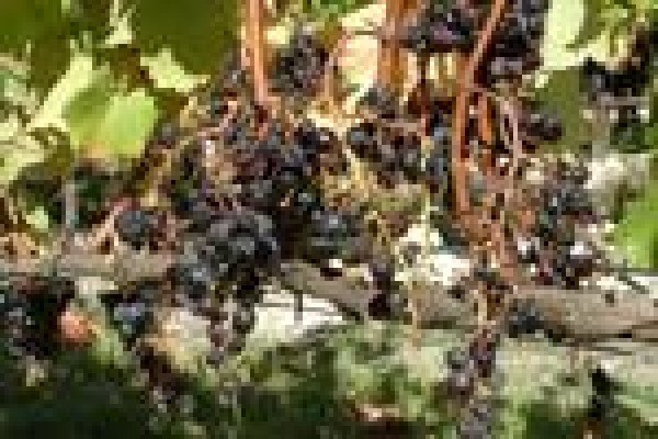 Vine Net Services Trading As Vinnet