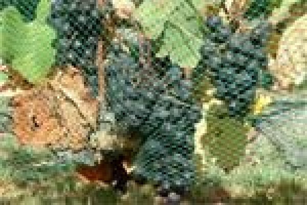 Vine Net Services Trading As Vinnet