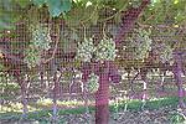 Vine Net Services Trading As Vinnet