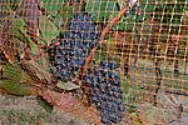 Vine Net Services Trading As Vinnet