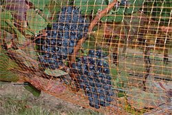 Vine Net Services Trading As Vinnet
