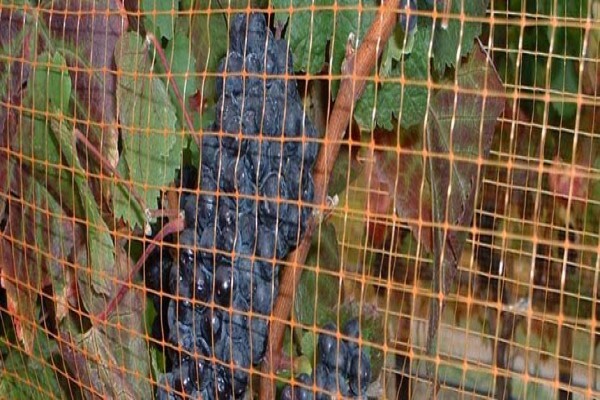Vine Net Services Trading As Vinnet