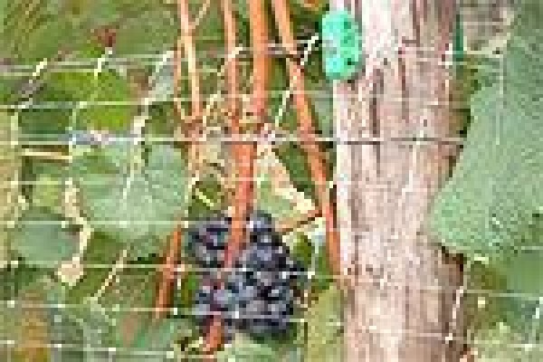 Vine Net Services Trading As Vinnet
