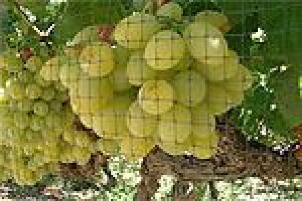 Vine Net Services Trading As Vinnet
