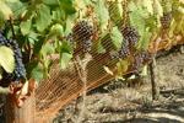 Vine Net Services Trading As Vinnet