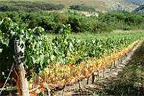 Vine Net Services Trading As Vinnet