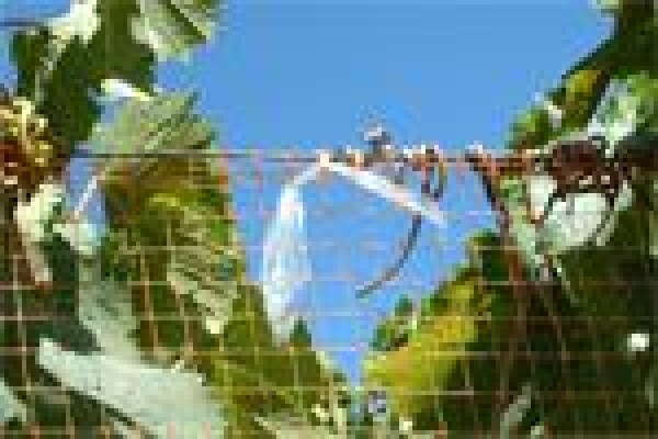 Vine Net Services Trading As Vinnet