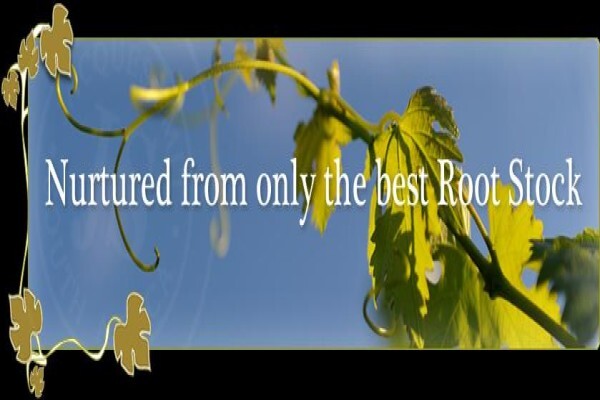Vines 2 Wine