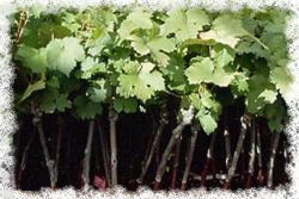 Vines 2 Wine