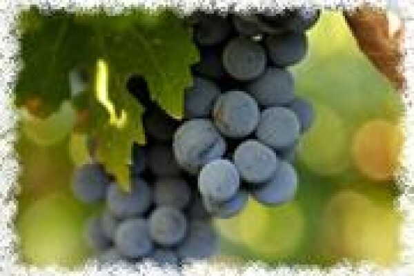 Vines 2 Wine