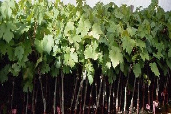 Vines 2 Wine