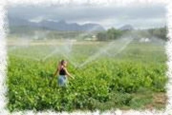 Vines 2 Wine