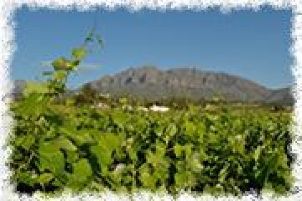Vines 2 Wine