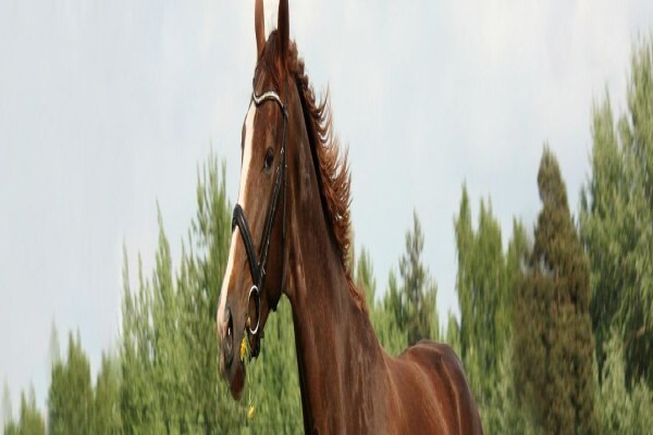 Virbac