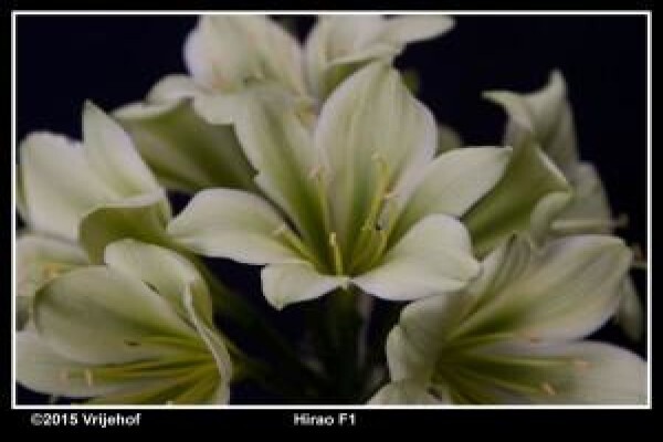 Vrijehof Clivia