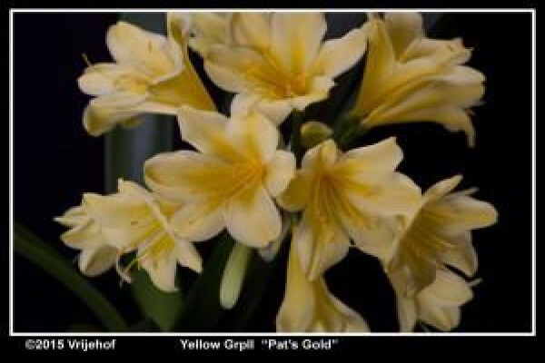 Vrijehof Clivia