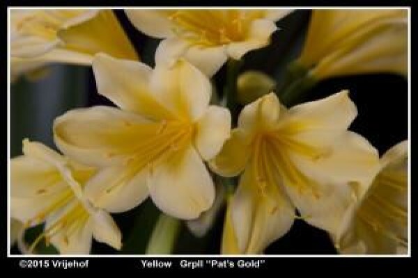 Vrijehof Clivia