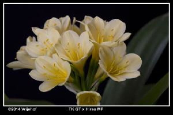 Vrijehof Clivia