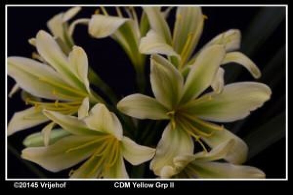 Vrijehof Clivia