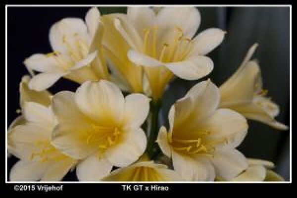 Vrijehof Clivia