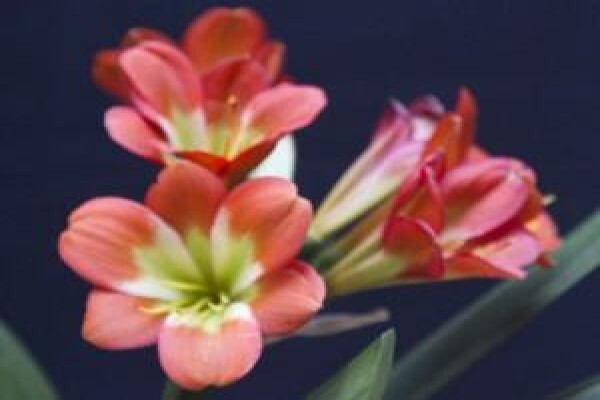 Vrijehof Clivia