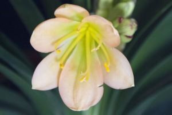 Vrijehof Clivia