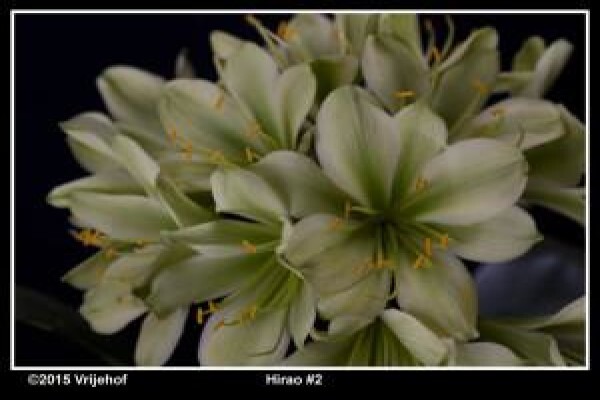 Vrijehof Clivia