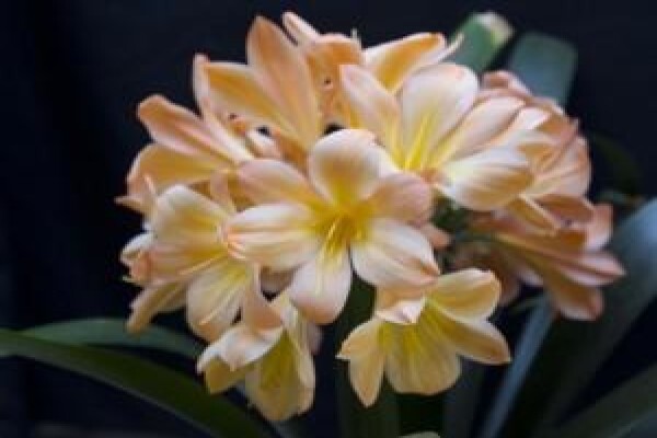 Vrijehof Clivia
