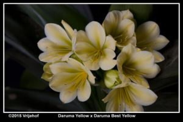 Vrijehof Clivia