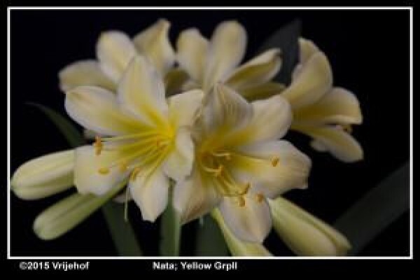 Vrijehof Clivia