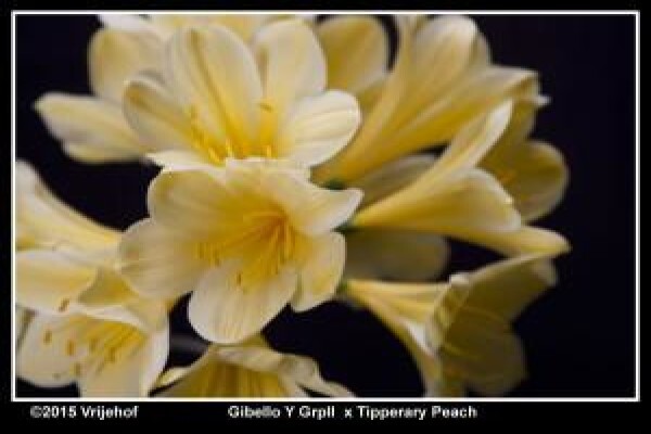 Vrijehof Clivia