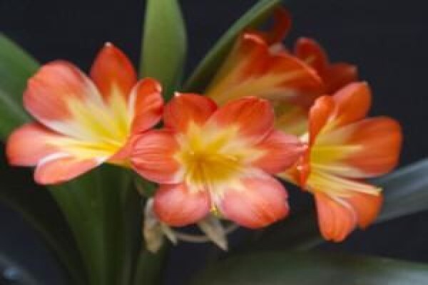 Vrijehof Clivia