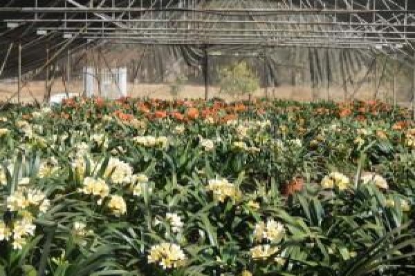 Vrijehof Clivia