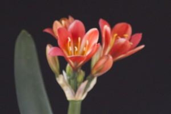 Vrijehof Clivia