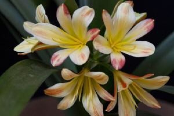Vrijehof Clivia