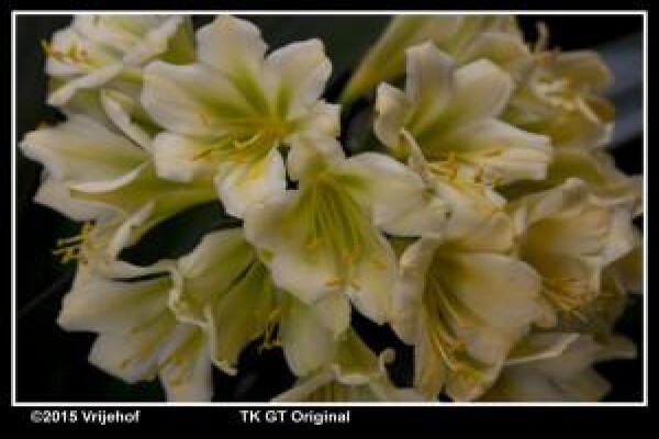 Vrijehof Clivia