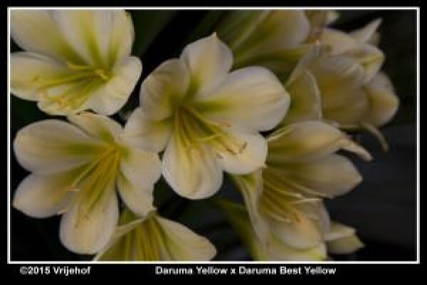 Vrijehof Clivia