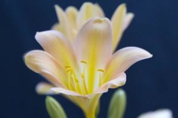 Vrijehof Clivia