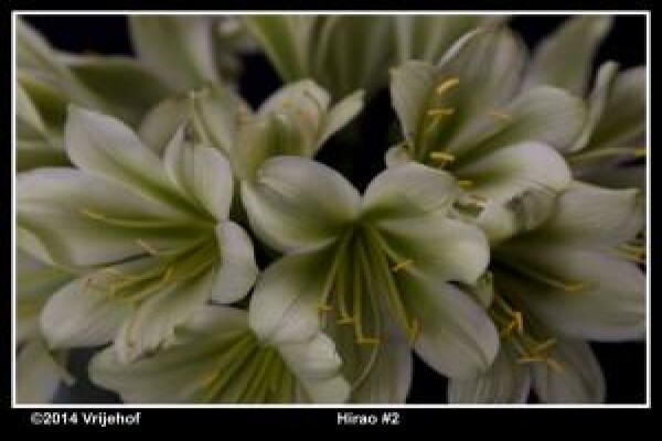 Vrijehof Clivia