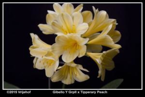Vrijehof Clivia