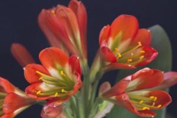 Vrijehof Clivia