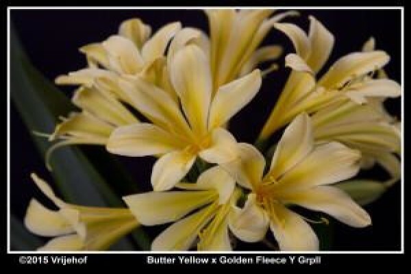 Vrijehof Clivia