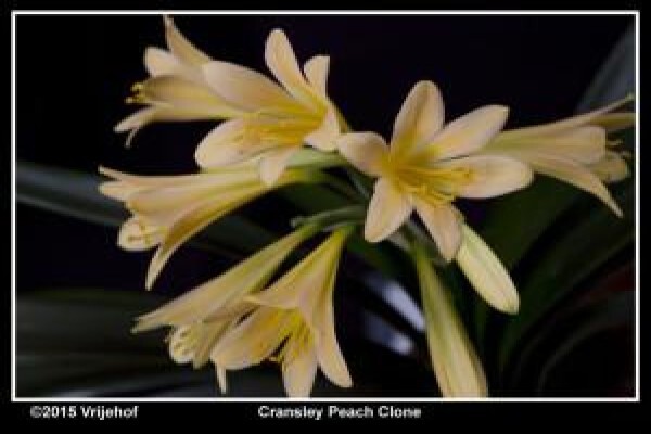 Vrijehof Clivia