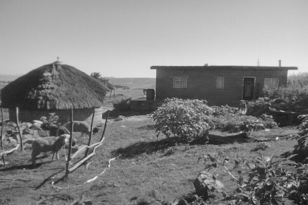 Tsele