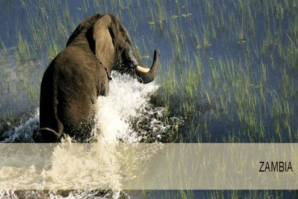 Tshokwane Safaris