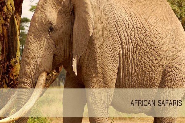Tshokwane Safaris