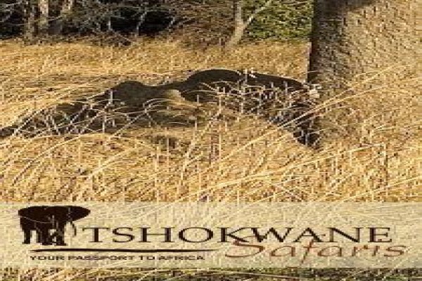 Tshokwane Safaris