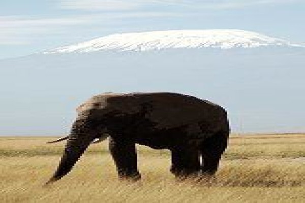 Tshokwane Safaris
