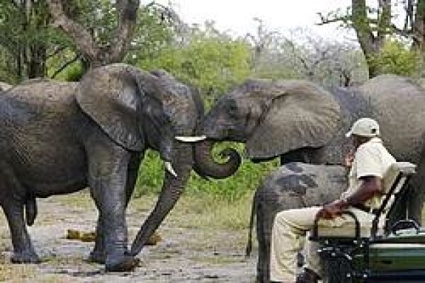 Tshokwane Safaris
