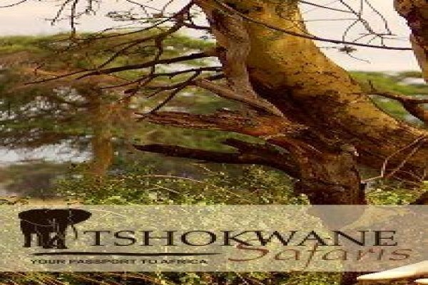 Tshokwane Safaris